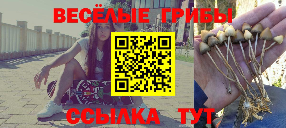Галлюциногенные грибы Psilocybe Грозный